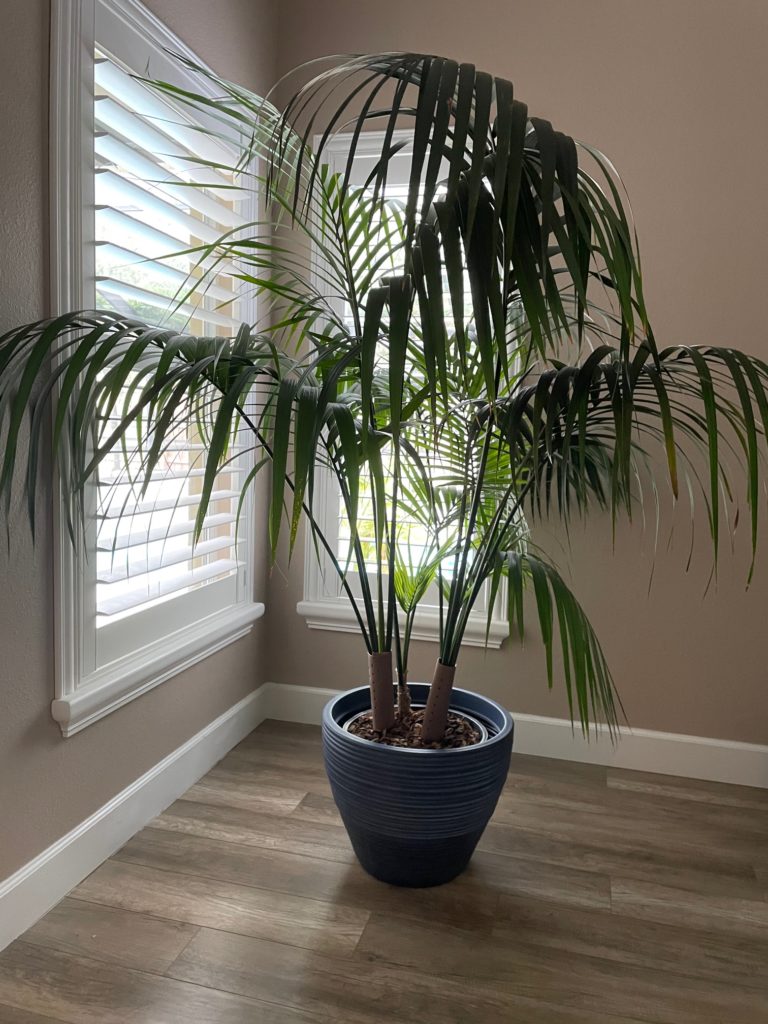 kentia palm | kentia palm for sale | plantz