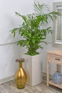 The Bamboo Palm has a busy tropical appearance.