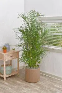 The Bamboo Palm has straight up tall stalks with bushy fronds.