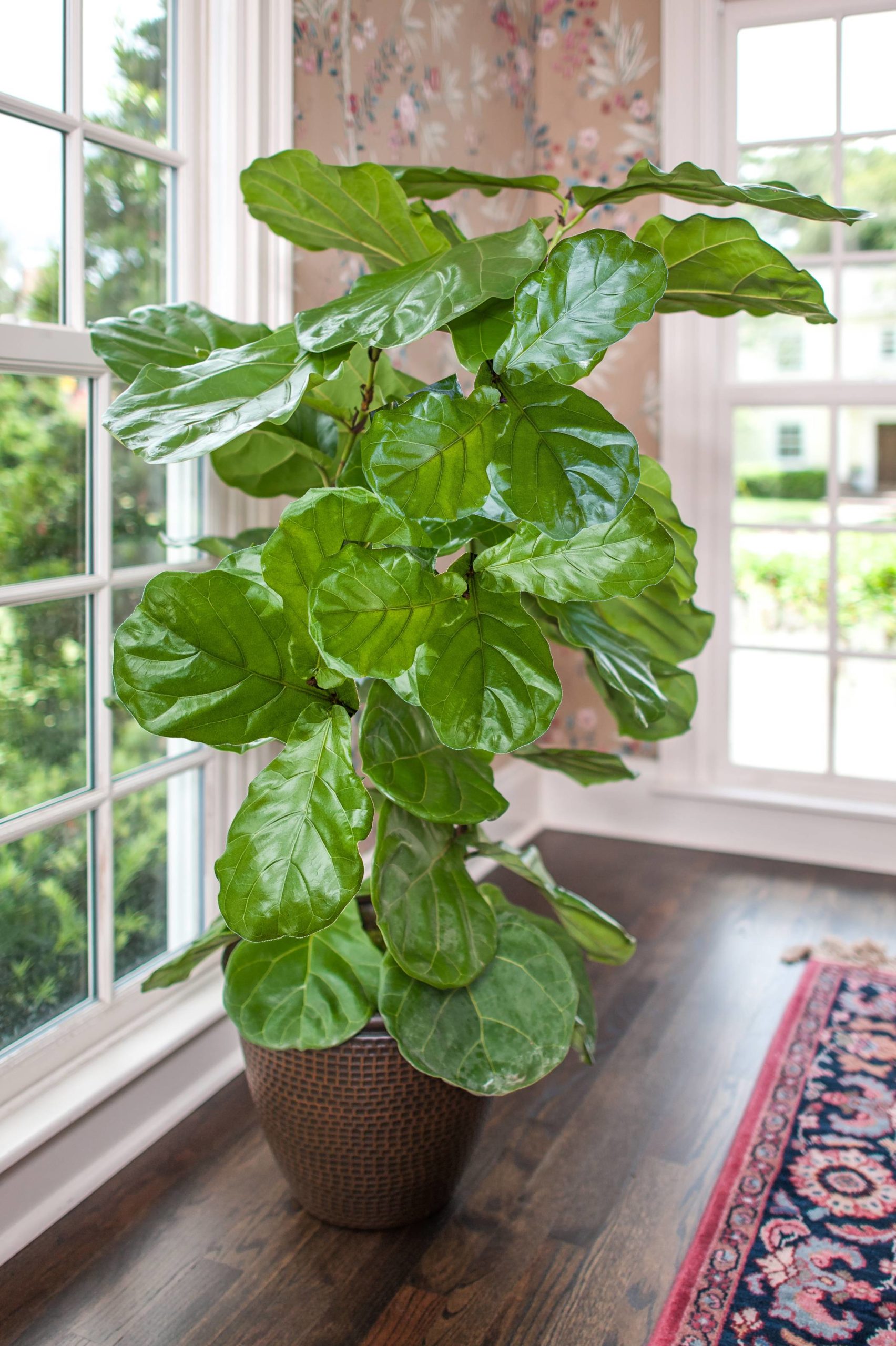 Indoor Plants: The Fashion-Forward Fiddle Leaf Fig