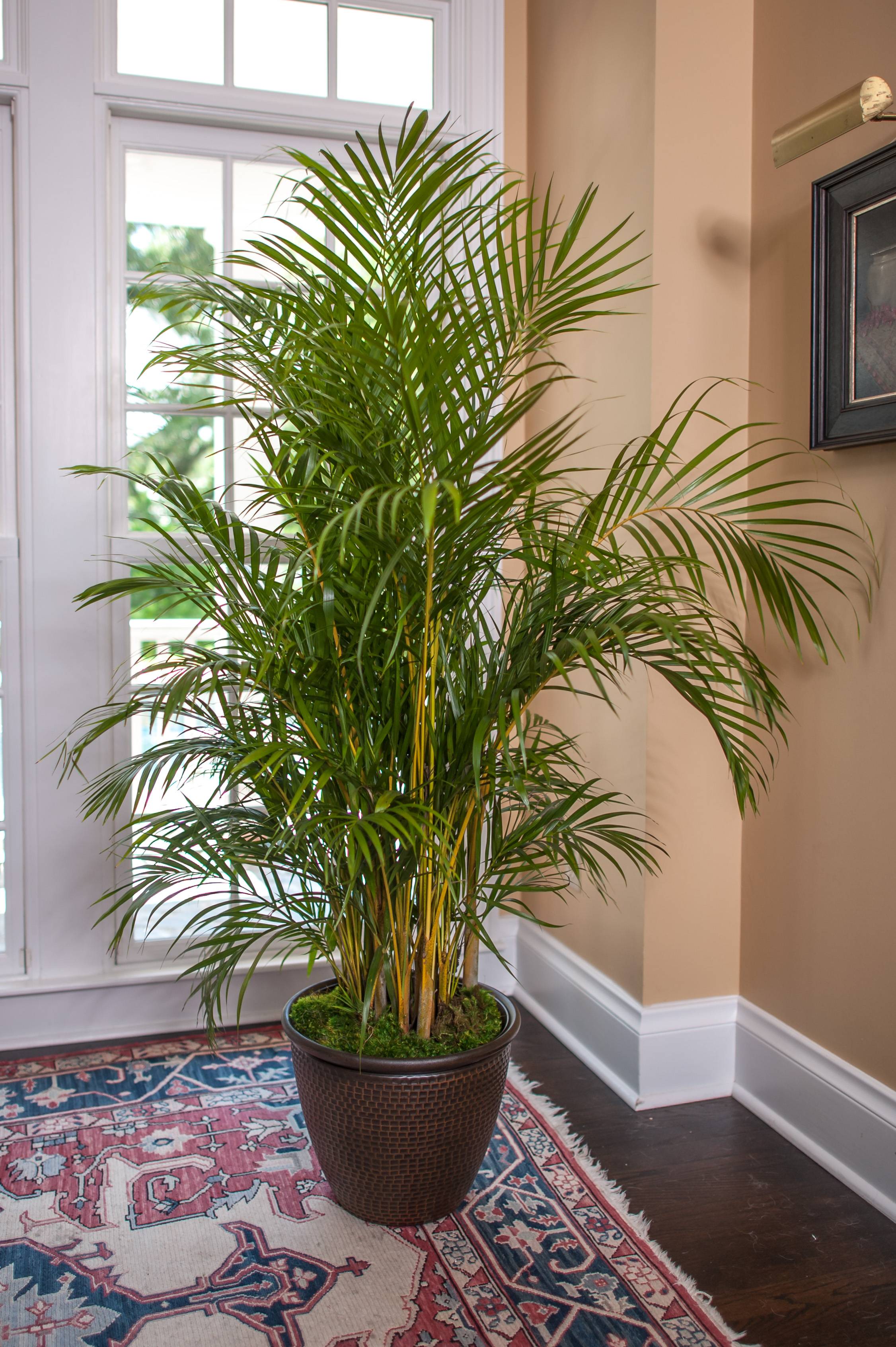 Areca Palm For Sale Online Full Sized High Quality Plant Shipped to ...
