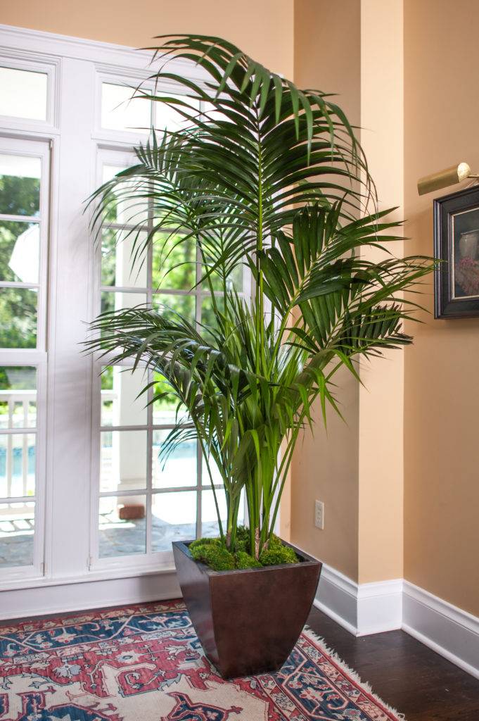 Kentia Palm Large Tropical Plant Shipped to your Door