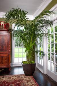 Huge Kentia Palm for Sale set in living room