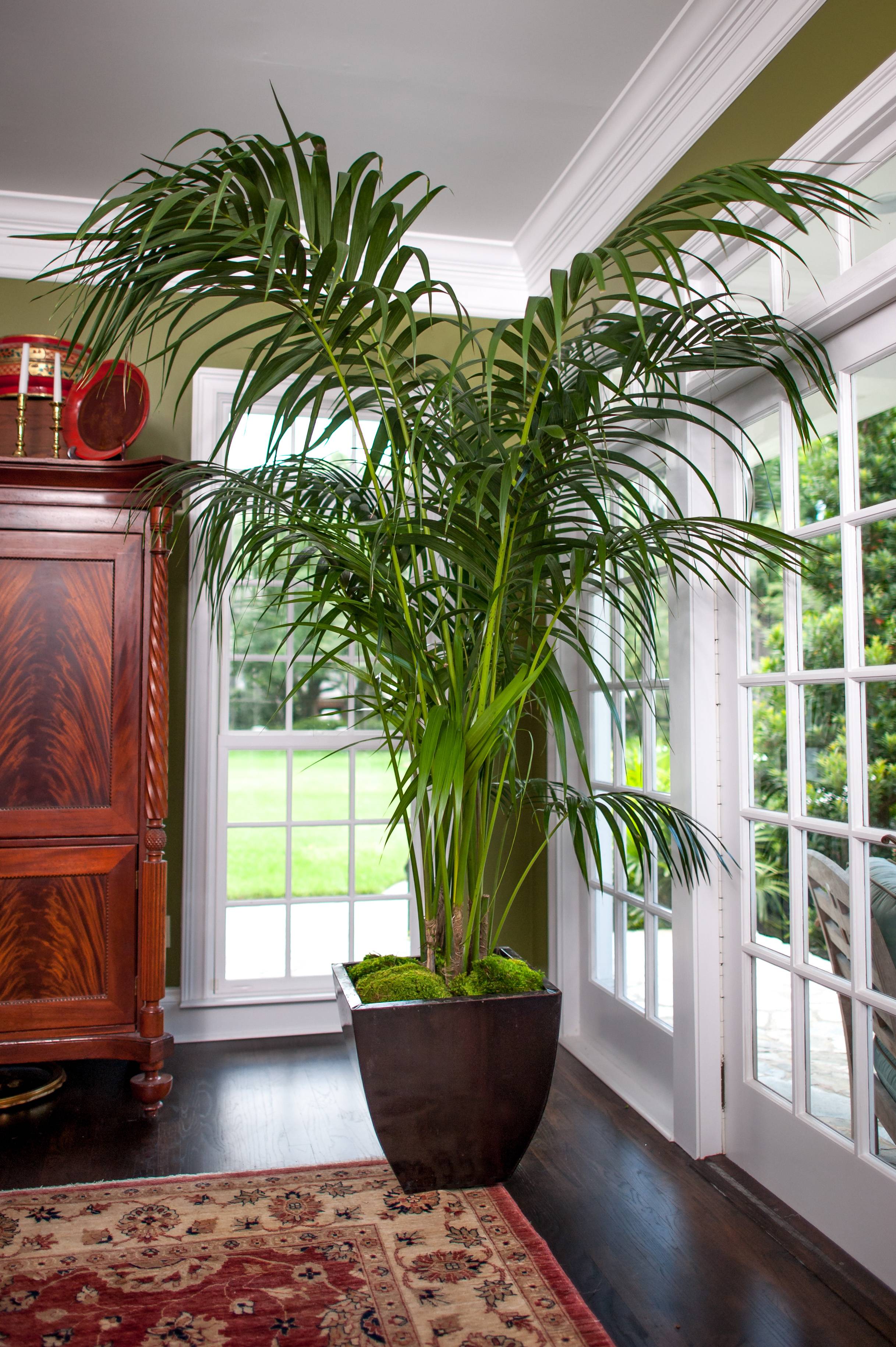Kentia Palm Large High Quality Tropical Plants Shipped to
