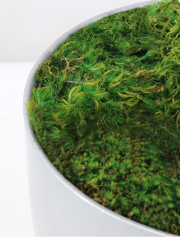 Natural Preserved Pillow / Mood Moss