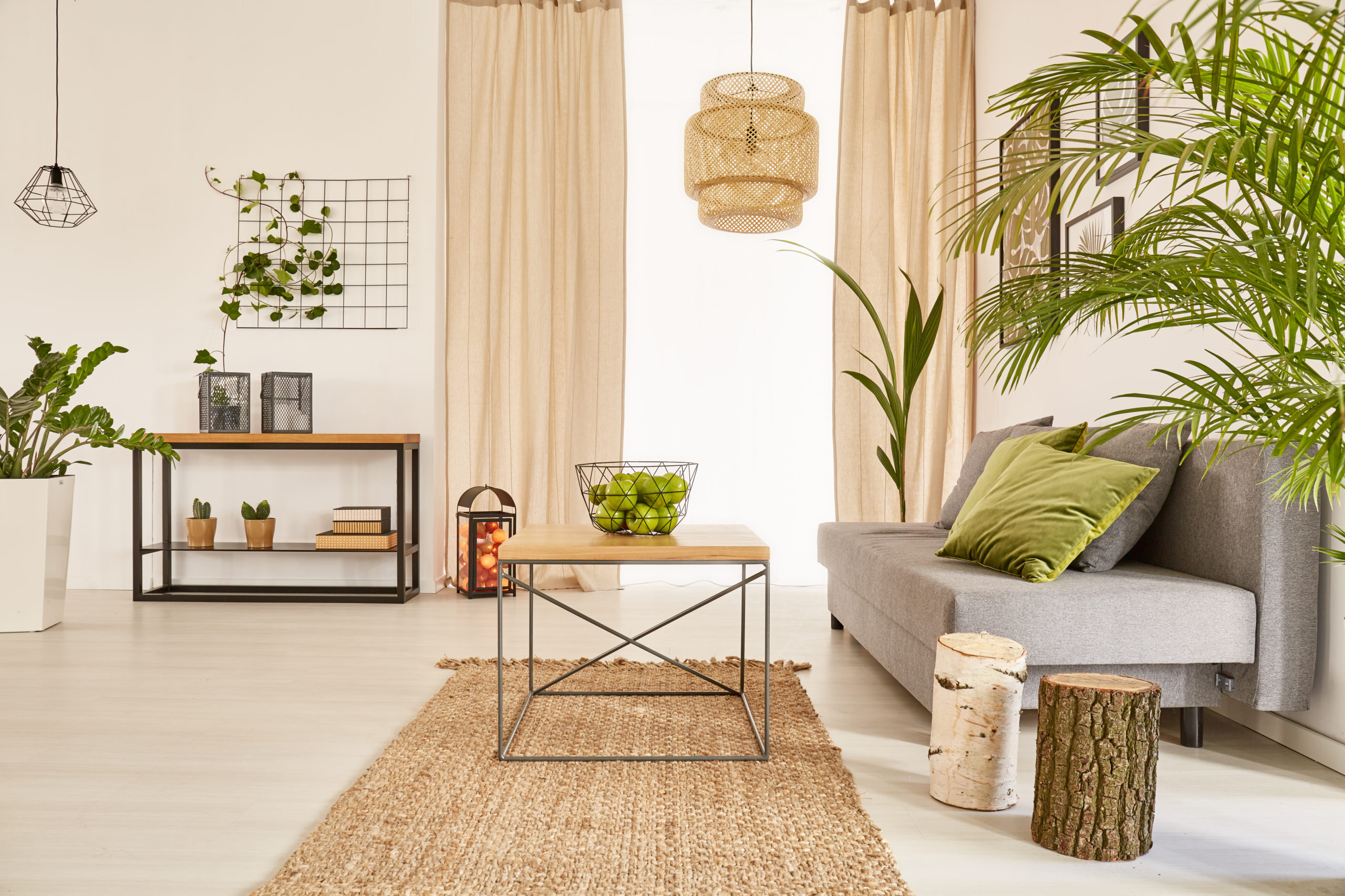 Top Indoor Plants for Apartment Living