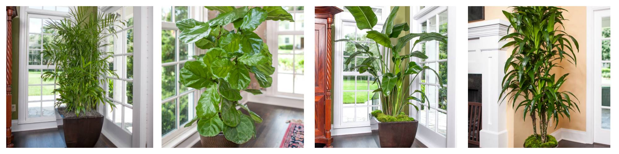 Attention-Grabbing Indoor Plants: Large Plants for Big Spaces