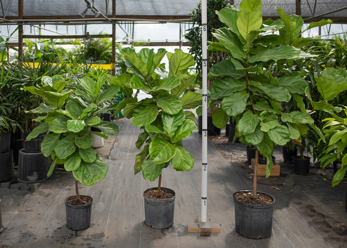 Compare the available sizes of Ficus Lyratas.