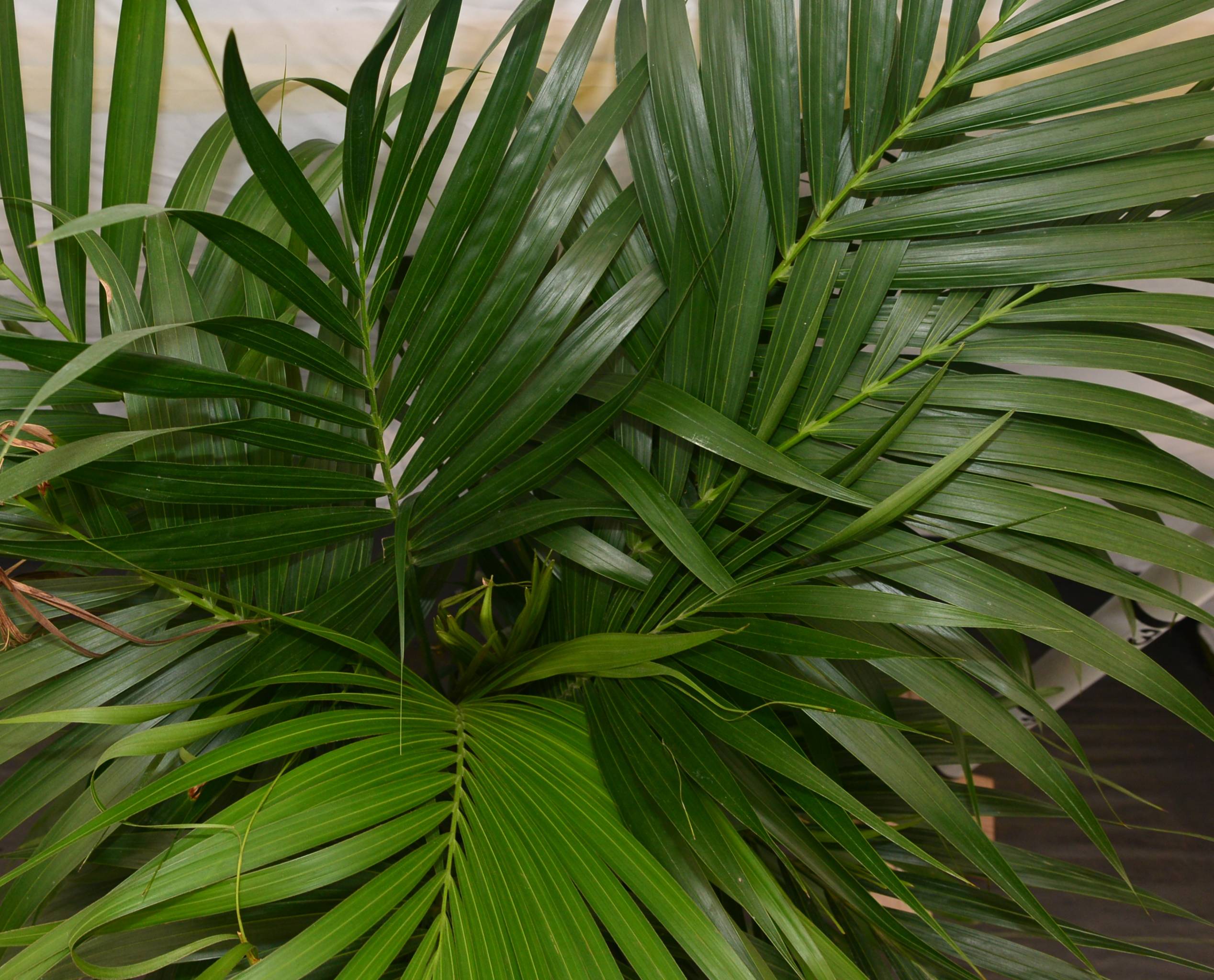 Kentia Palm Large High Quality Tropical Plants Shipped to