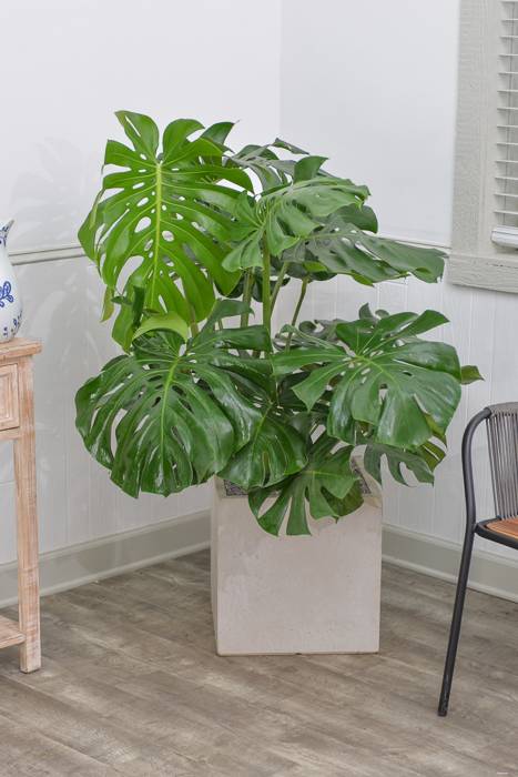 The Monstera is not a monster, its a beautiful plant.