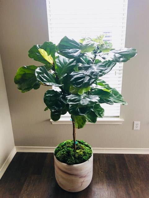 A New Home for Ferdinand the Ficus Lyrata