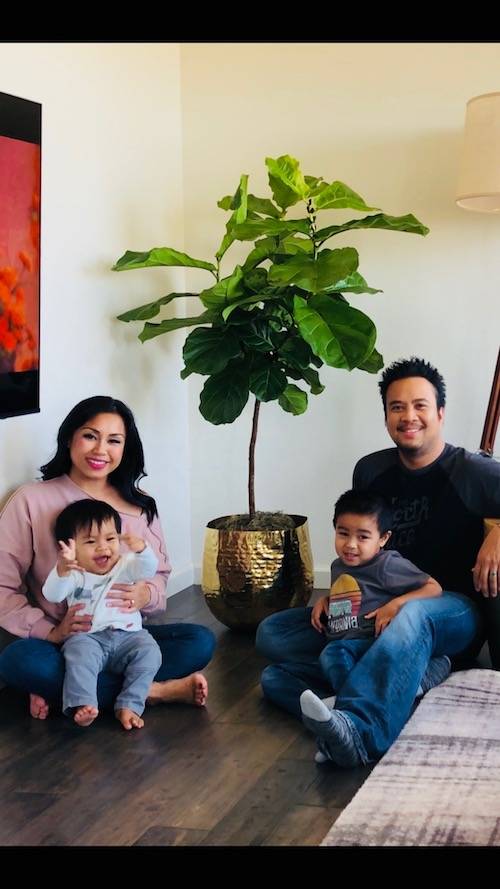 A New Fiddle Leaf Fig Family
