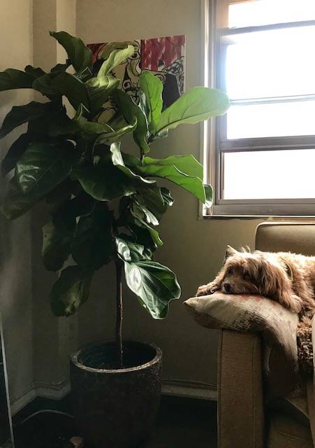 Plants and Pups: A New Fiddle Leaf Fig