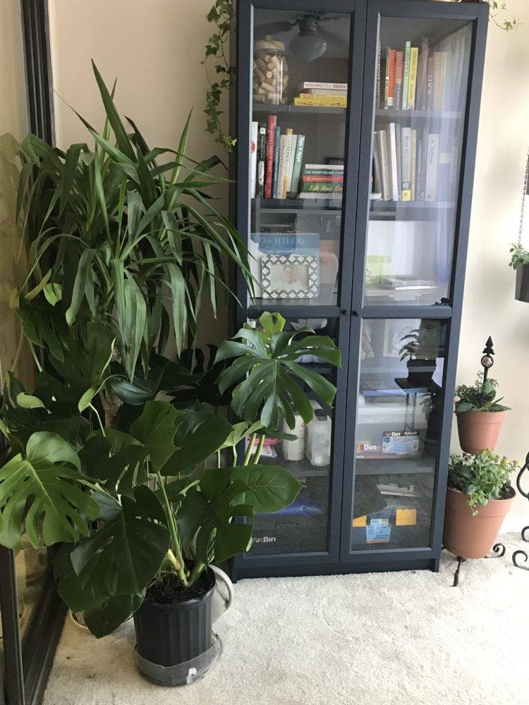 Indoor Plants From the Internet: A Great Choice!