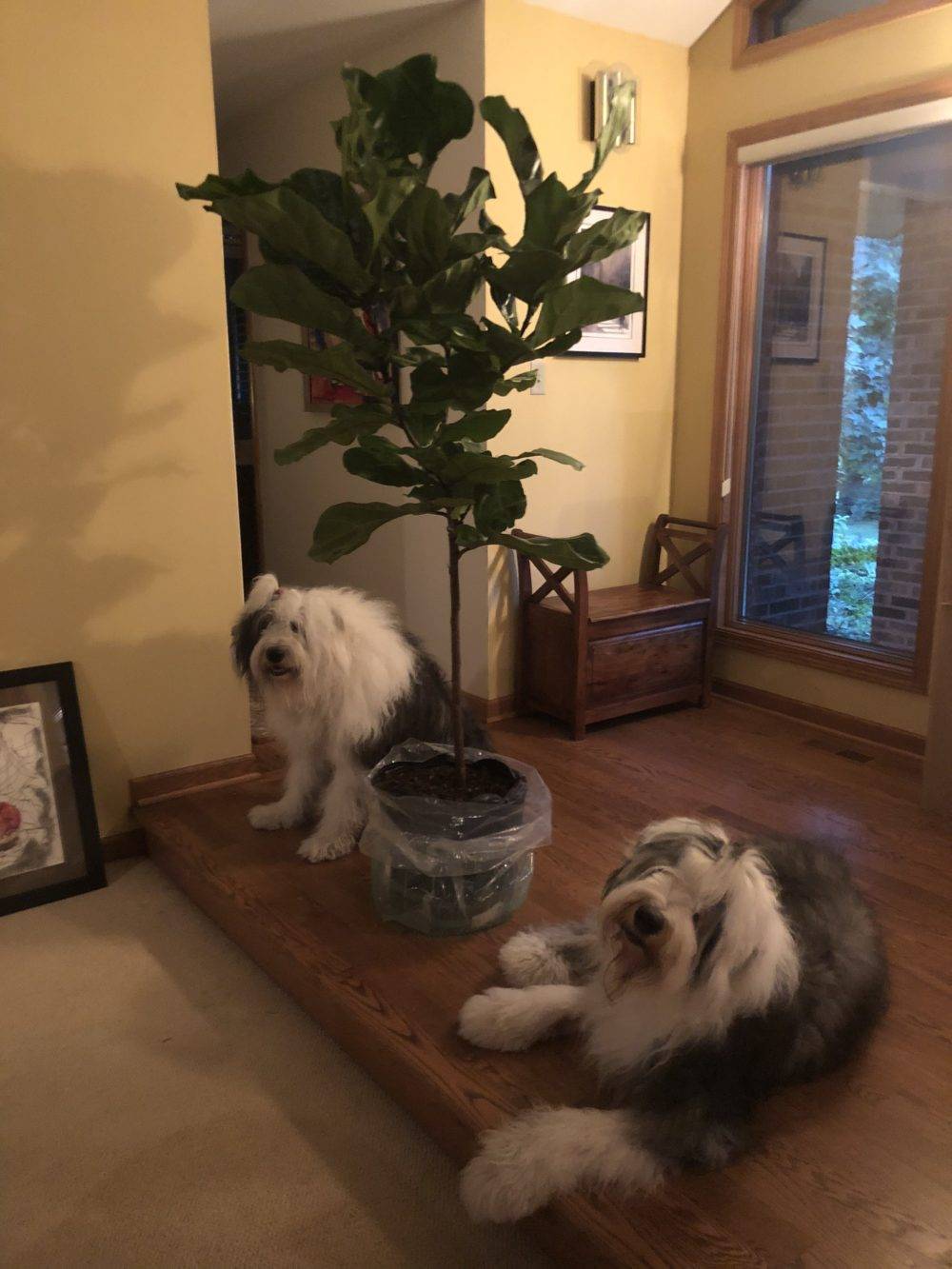 Rosie, Otto, and a Fiddle Leaf Fig