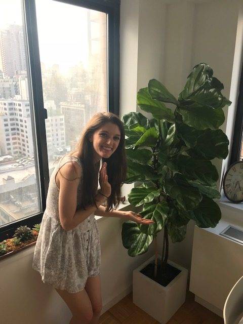 Newton the Fiddle Leaf Fig in New York City