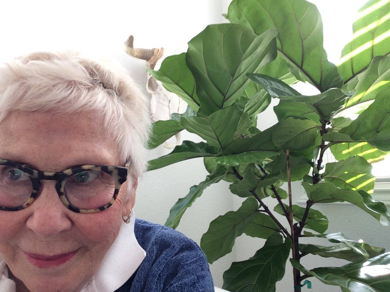 A Fiddle Leaf Fig from Florida to Rockport, Texas!
