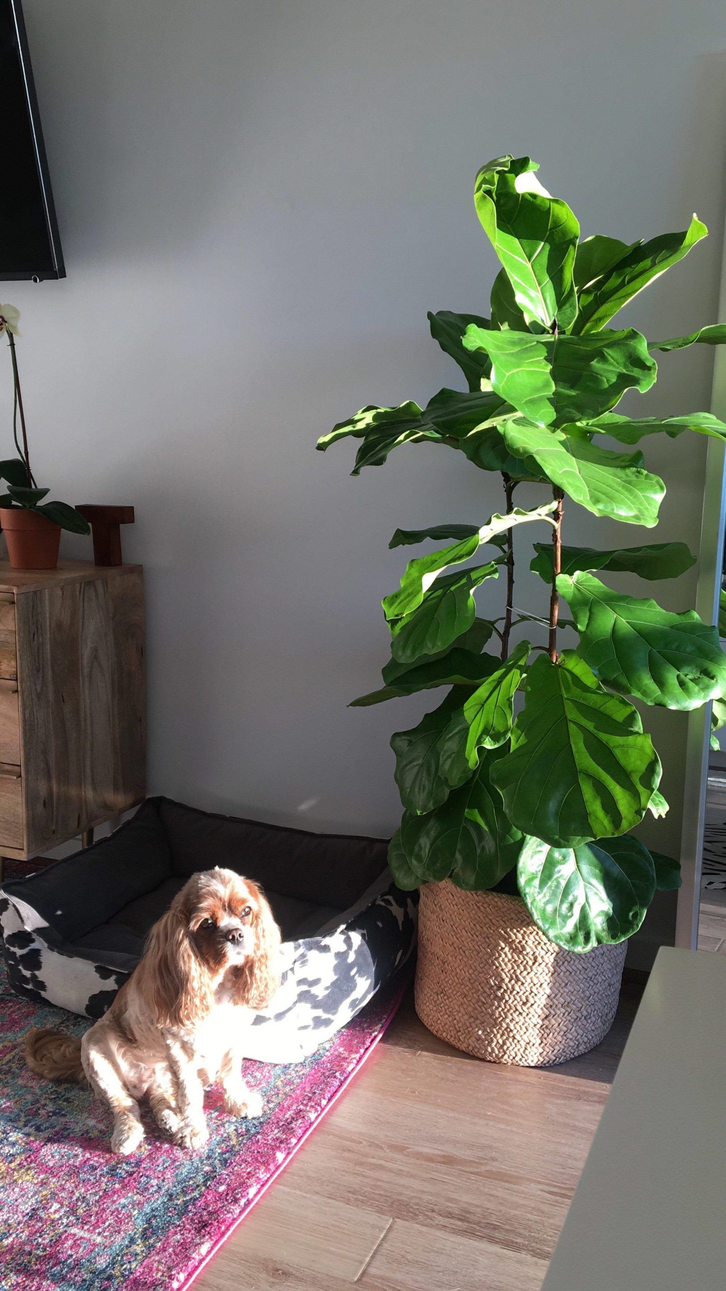 A Fiddle Leaf and a pup named Haley