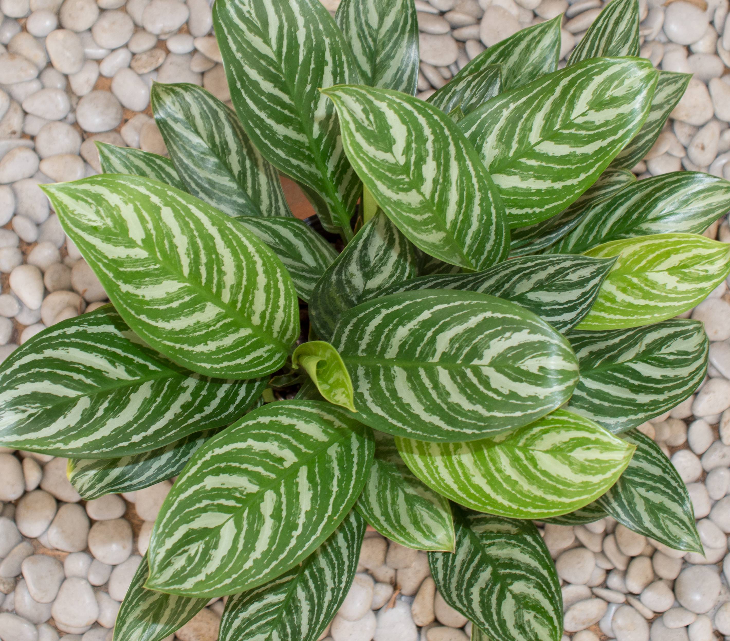 Anglaonema For Sale Online Now Quality Plants Delivered To Your Home,Pork Tenderloin Internal Temperature Uk
