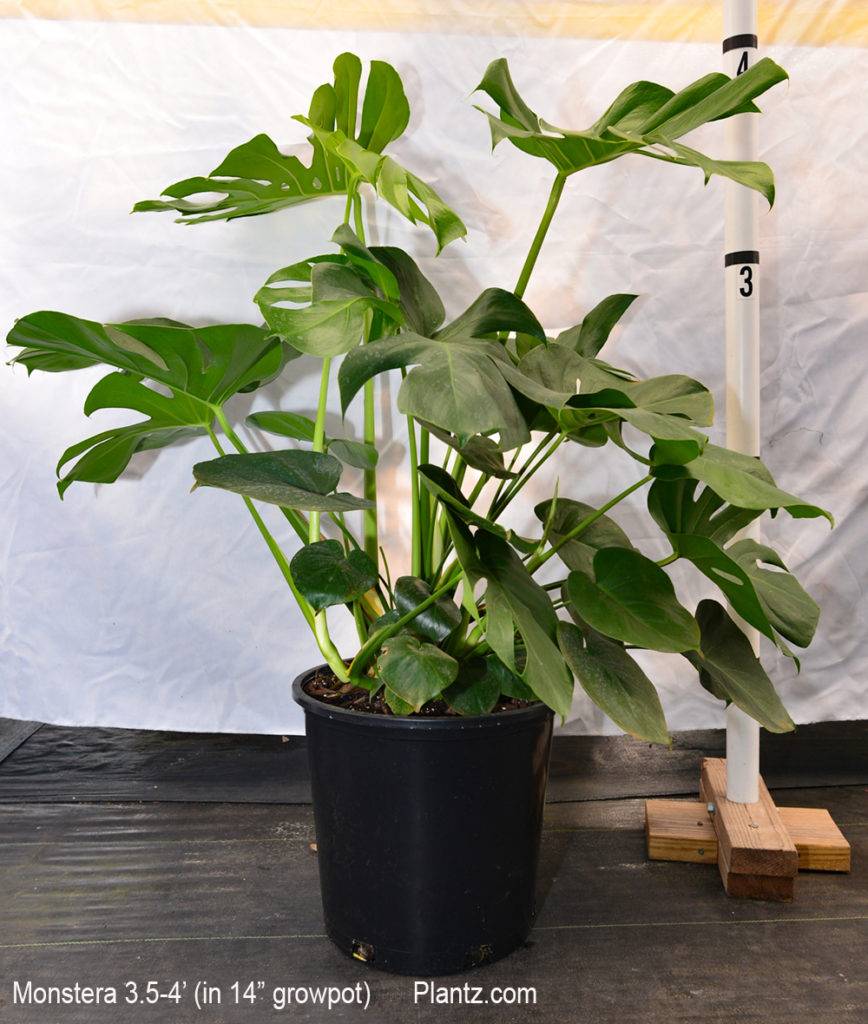 monstera plant | big monstera plant for sale | plantz