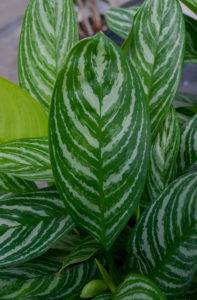 Aglaonema Stripes leaf detail