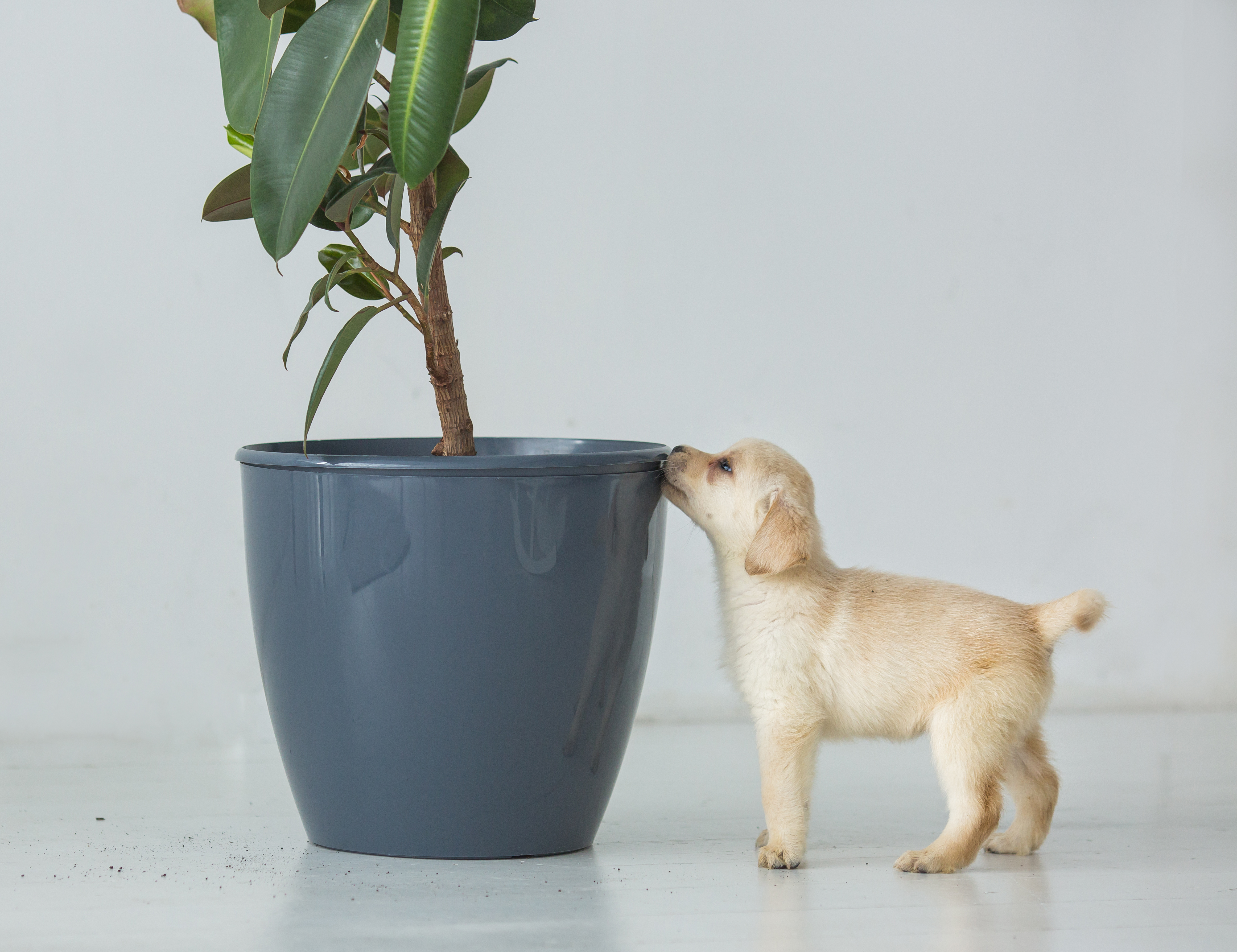 Plants over Pets? A Trend for the Modern World