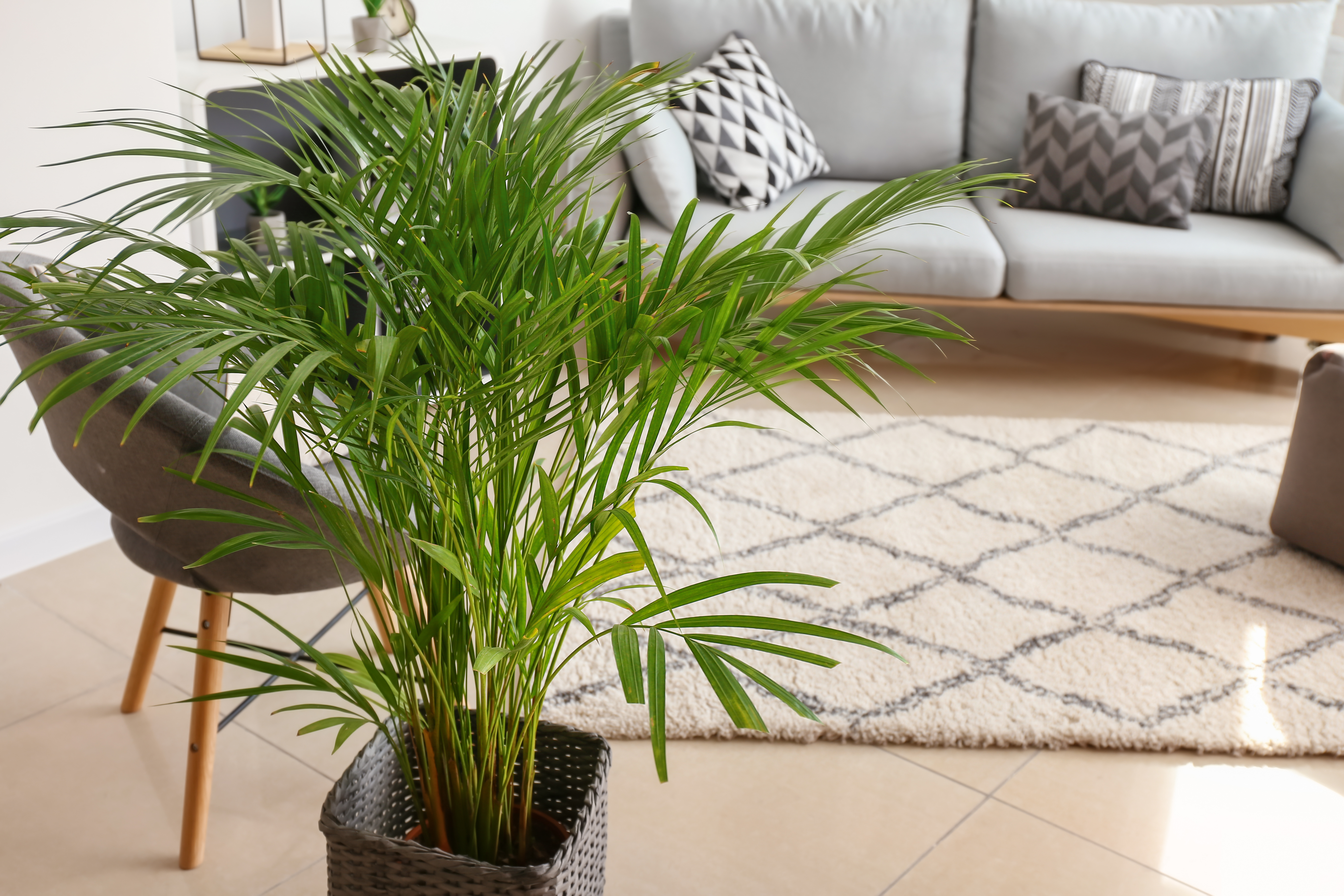 Indoor Plants: Healthier Living from A to Z!
