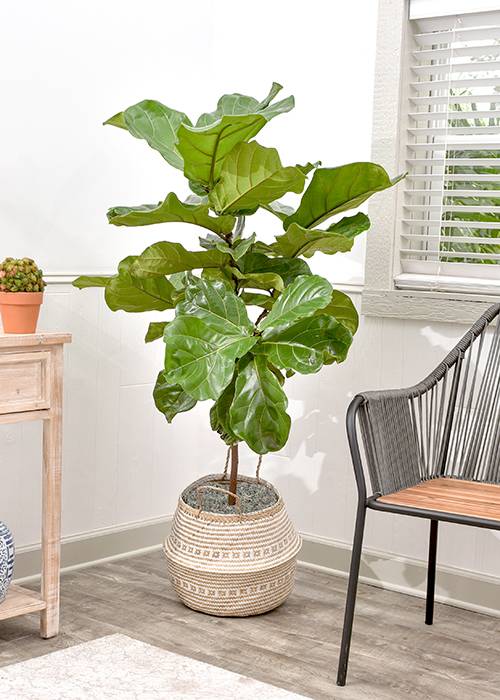 Caring for The Fiddle Leaf Fig Tree with the Cast of the New Girl