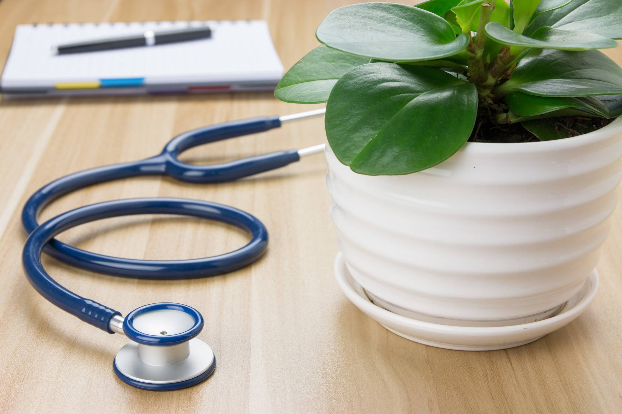 6 Amazing Benefits of Indoor Plants for Your Doctor’s Office