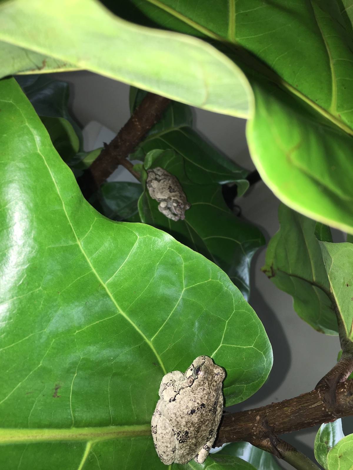 Frogee and Sunny find a home in their Fiddle Leaf Fig