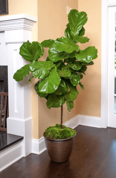Quality is Key When you Buy an Indoor Plant