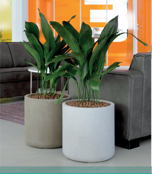 Strong Clay Cylinders in 'brown earth' and 'sky white' for interior planting