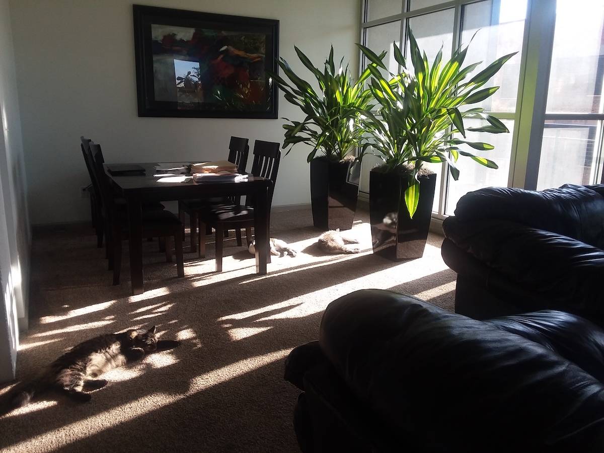 Cats and plants at home in the sun