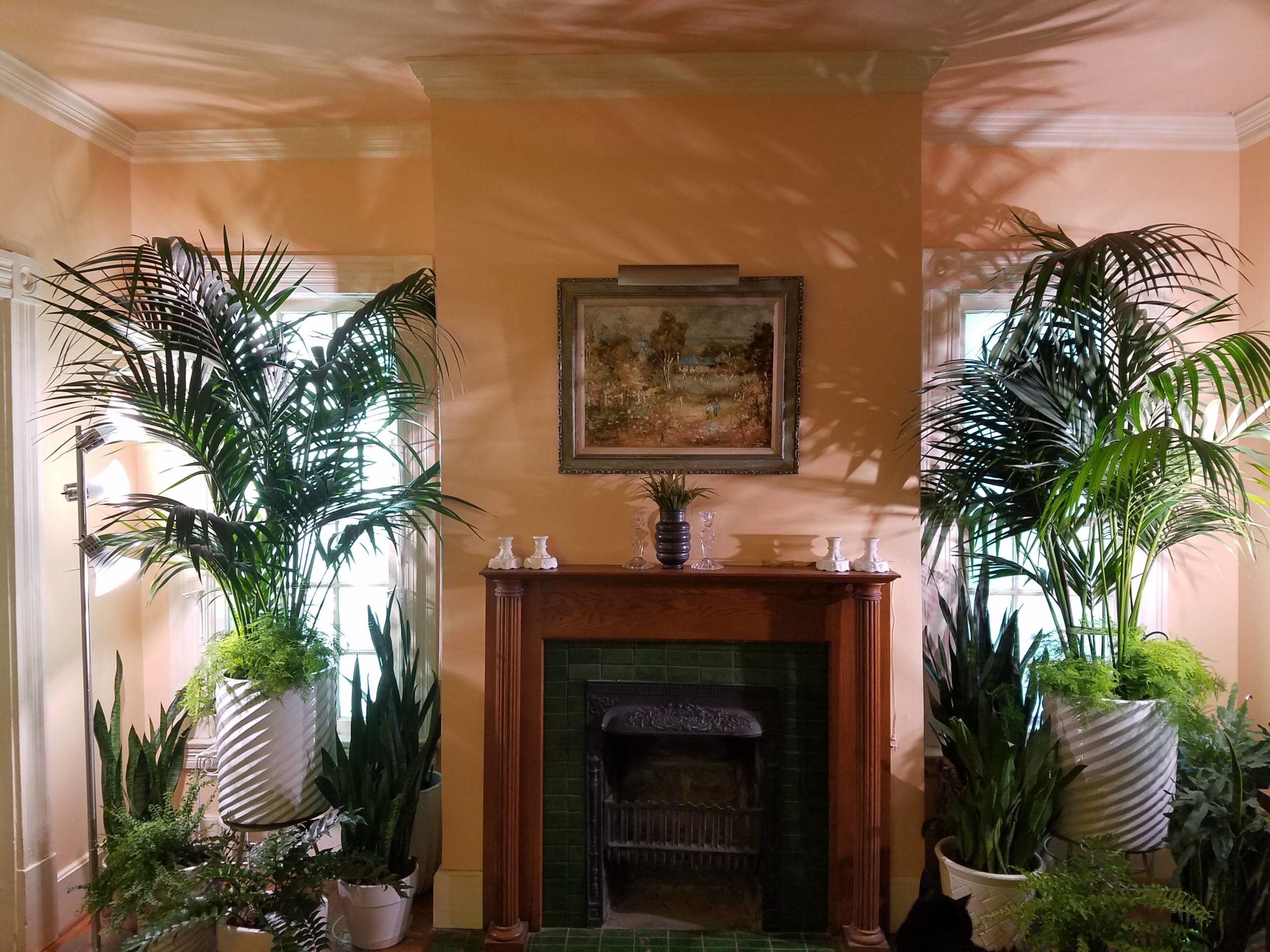 Kentia Palms Accent Magnificent Room
