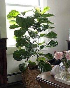 Check out this pic Christine sent us of her new ficus lyrata delivery from #Plantz!