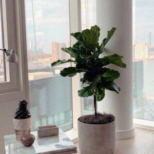 Ficus Lyrata delivered to adam in chicago