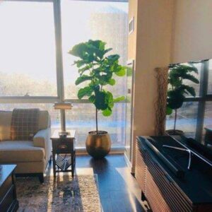 Omar in #Chicago just received his wonderfully photogenic new Fiddle Leaf Fig from #PLANTZ