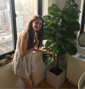 Ficus Lyrata delivered by Plantz to Alexa in her New York apartment