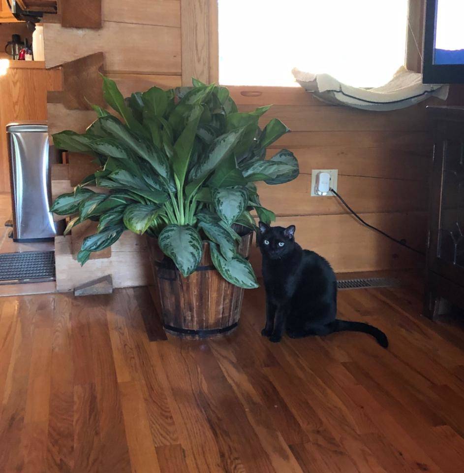 Goober & His New Plant Bud
