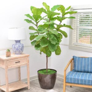 Fiddle Leaf Fig in Phoenix planter with Mood Moss