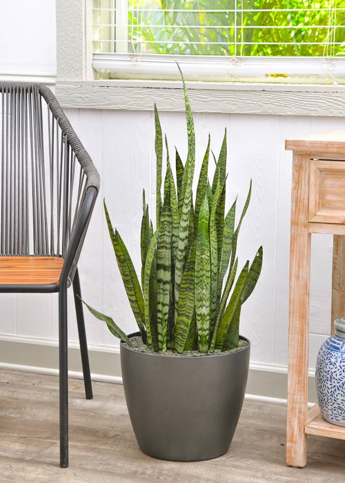 The Snake plant is a low light winner.