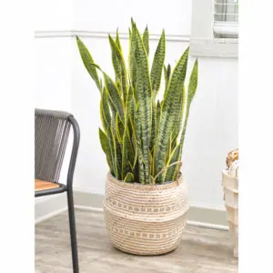 The Snake plant is also called Mother in Law's Tongue
