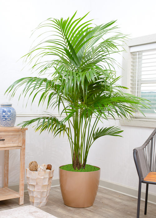 Kentia Palm Large