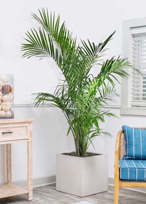 Majesty Palm a Tropical Beaty At Plantz Full Sized Top Quality Plants