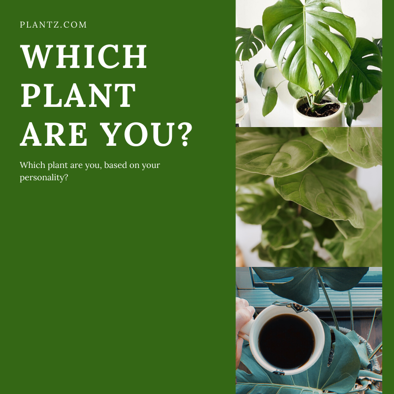What Plant is for you Based on One Character Trait