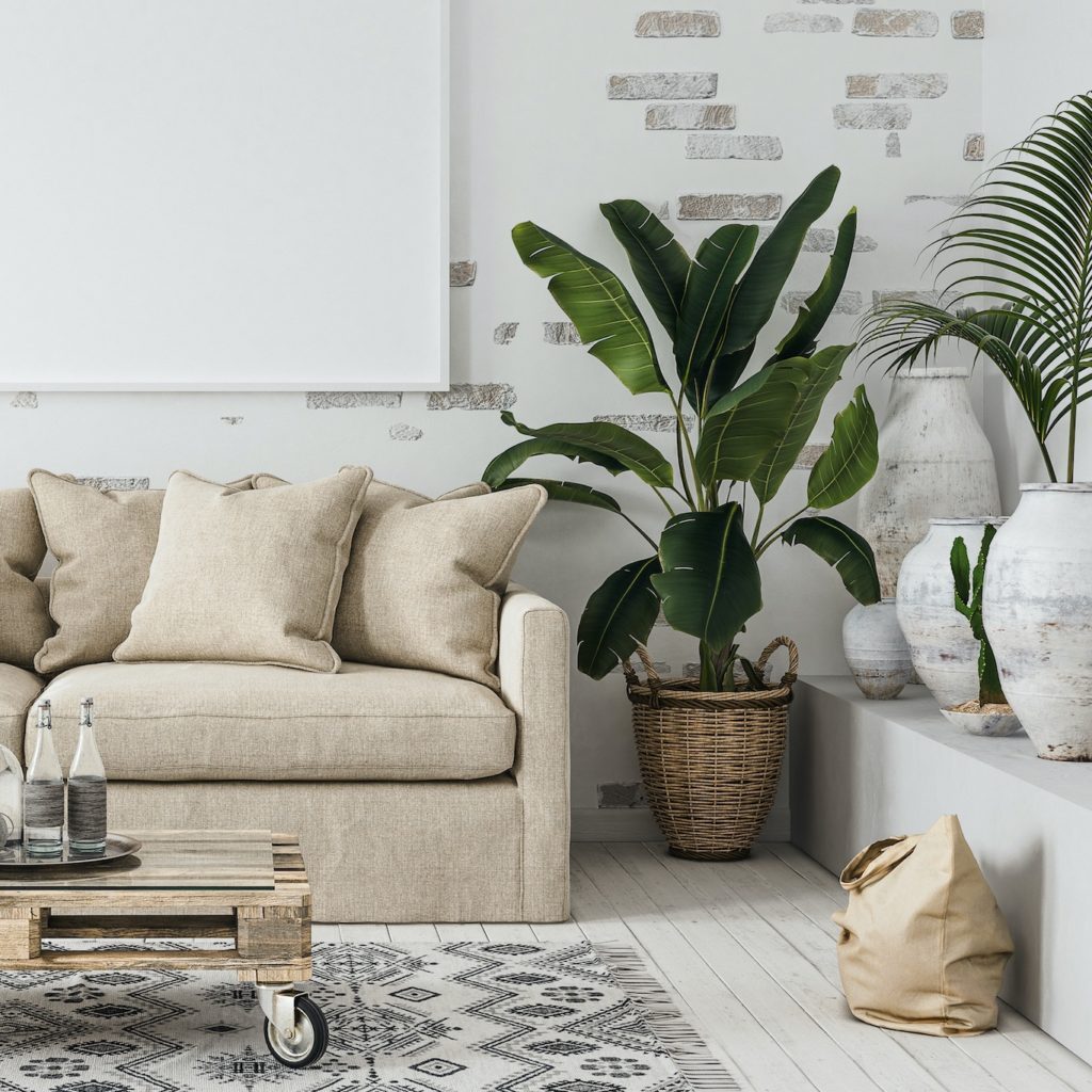White Bird of Paradise plant in a living room