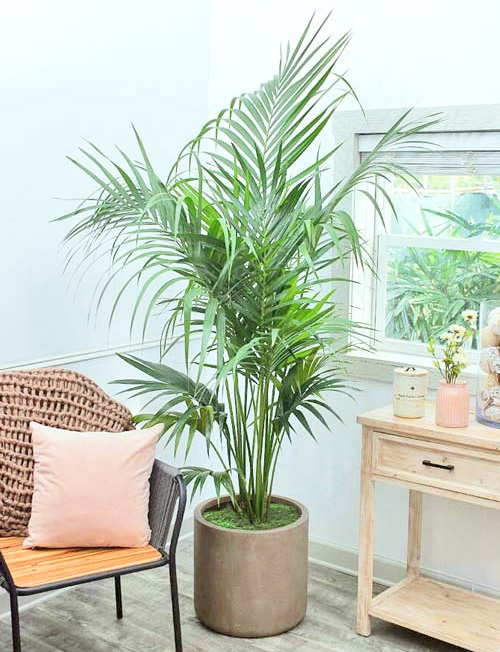 The Kentia Palm thrives near a window