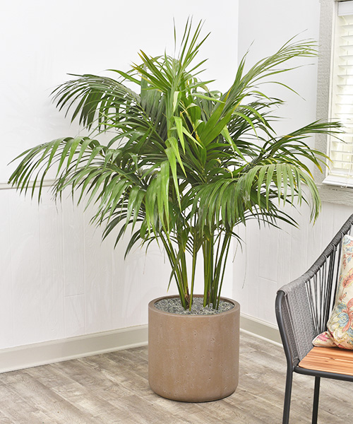 One Of The Best indoor plant/ Kentia Palm/ Howea forsteriana 100  Bulk Seeds 