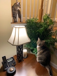 Cats and plants