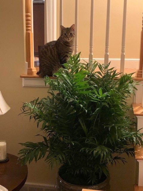 cats and plants